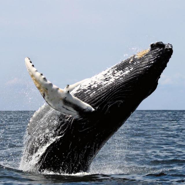 Whale Watching