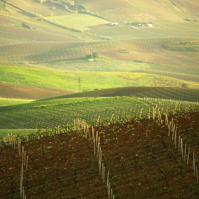 Wine Tour in Sicily