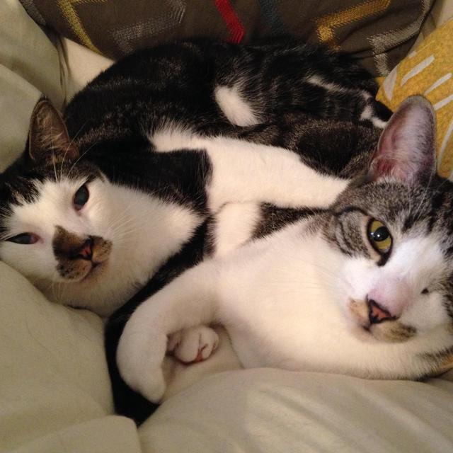 Catsitting Fund for Jack & Marlon