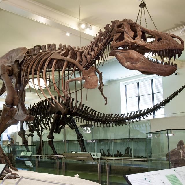 Tickets to the Museum of Natural History