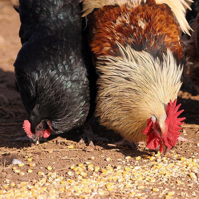 Chicken Fund