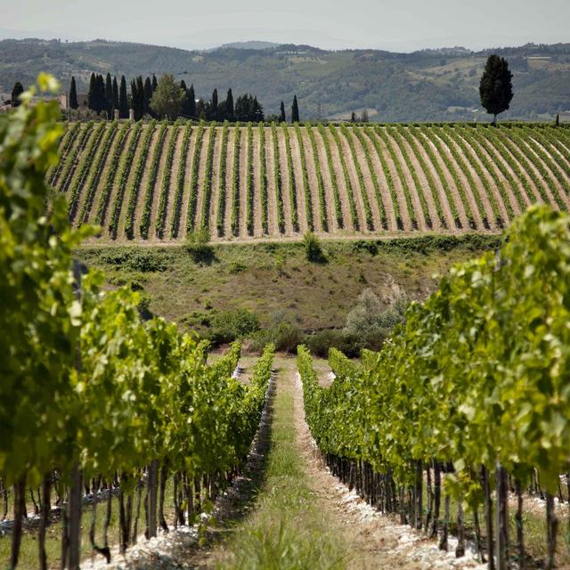 Wine Tasting in Tuscany