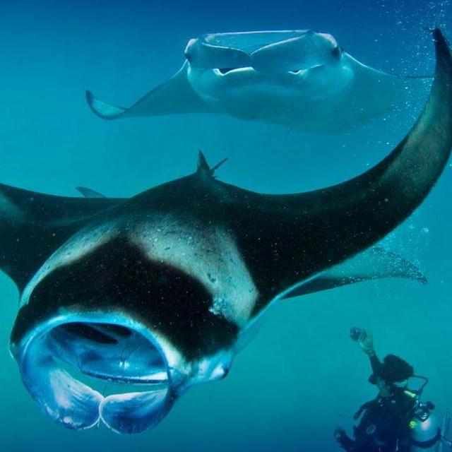 Scuba Diving