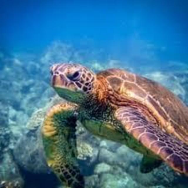 Week Snorkel Equipment Rental at Snorkel Bob's Kauai