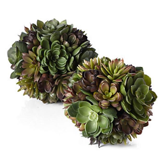 Succulent Ball