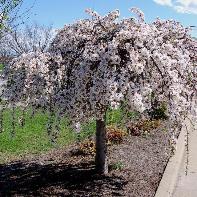 Weeping Cherry Tree