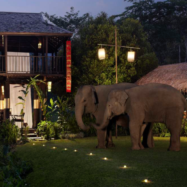 Elephant Camp Experience at the Golden Circle