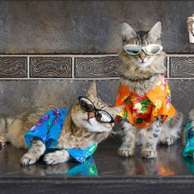 Our Honeymoon! - Everything else