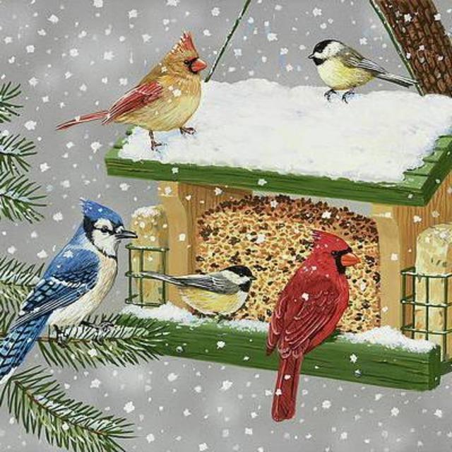 Bird feeder & seed