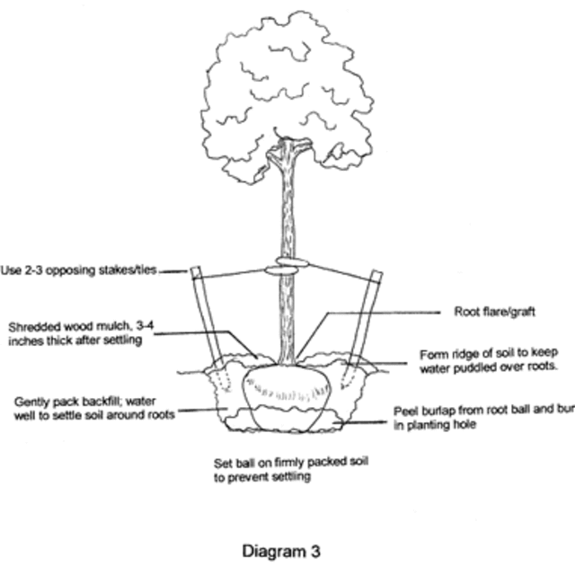 Large tree (ball & burlap) to plant