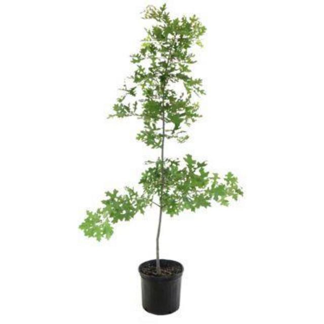 Mid-sized tree (5 gallon pot)