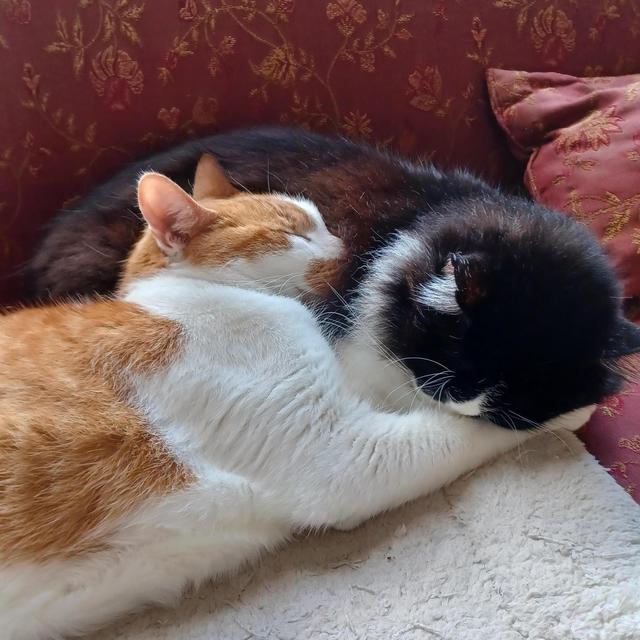 Pet Sitter For Our Honeymoon