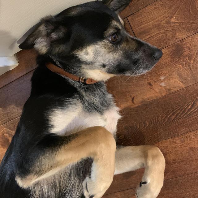 Anakin's Treats & Toys
