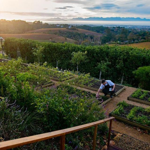 Dinner on the vineyard - south africa