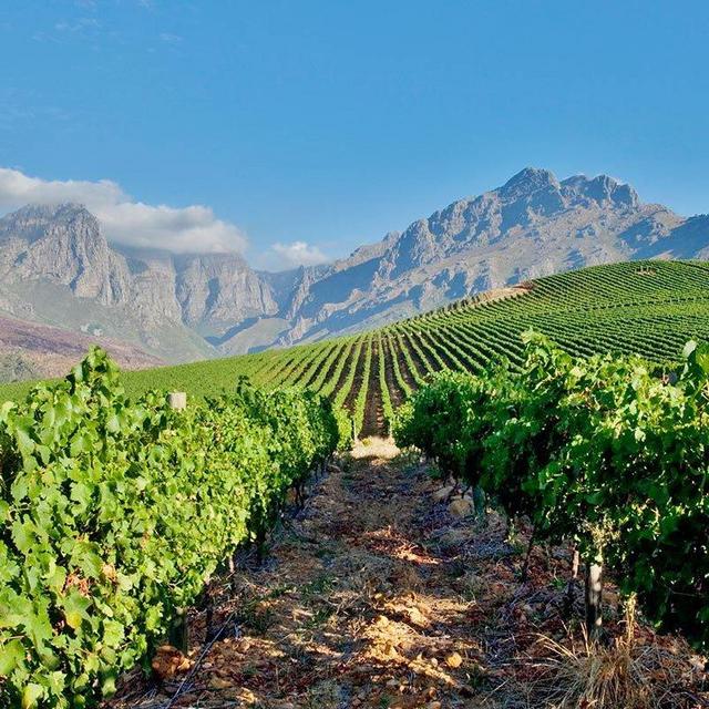 South African wines to take home :)