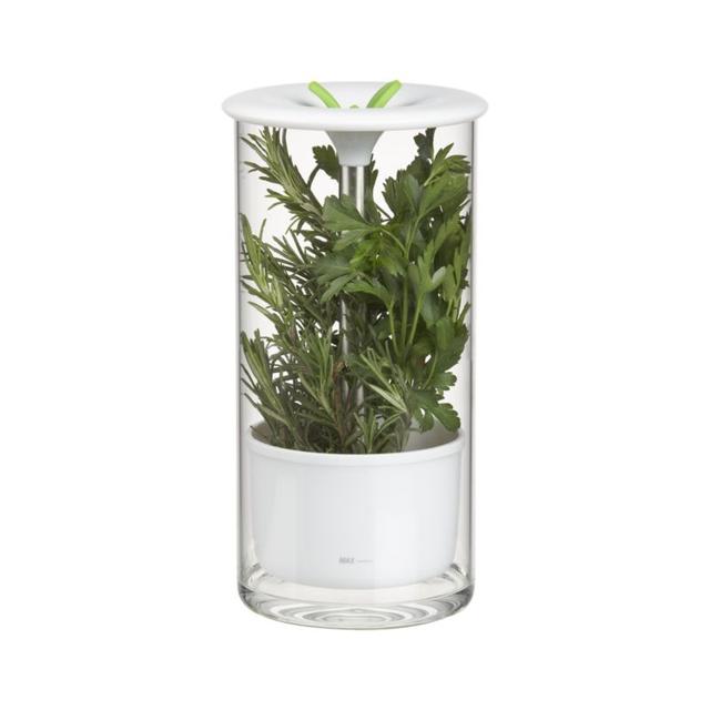 Glass Herb Keeper