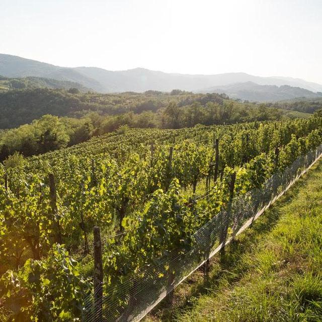 Wine Tour in Slovenia