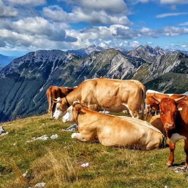 Bohinj  Cheese Tour & Picnic