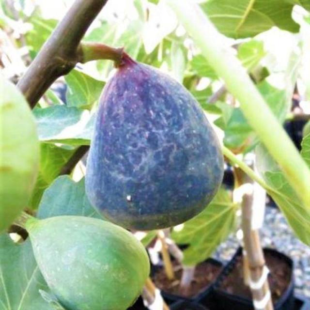 Fig Tree