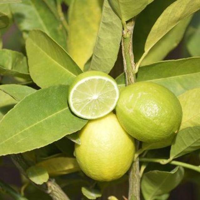 Lime Tree