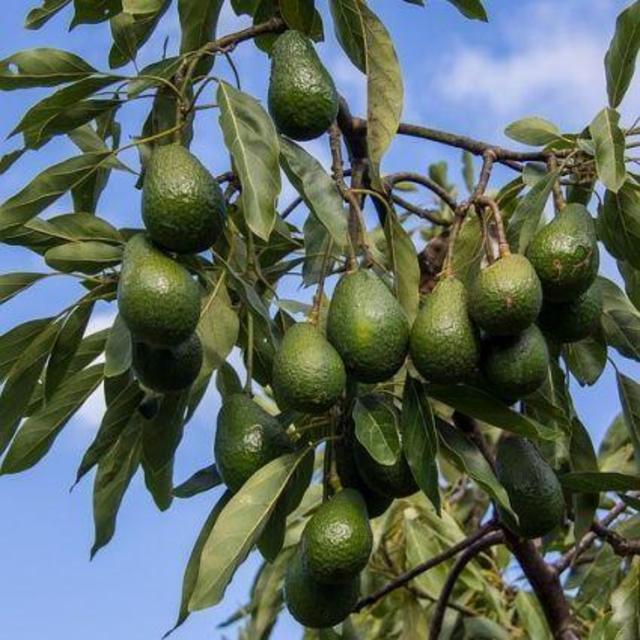 Avocado Tree