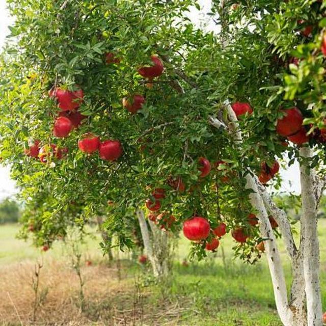 Pomegranate Tree
