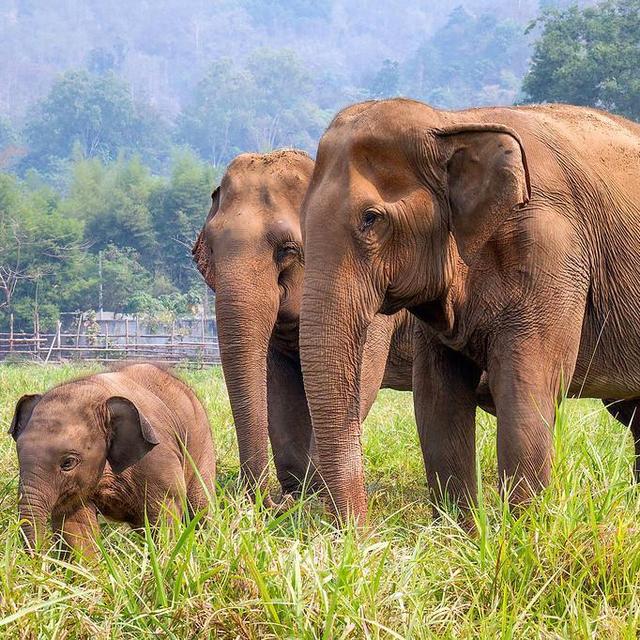 Visit Elephant Nature Park in Chiang Mai