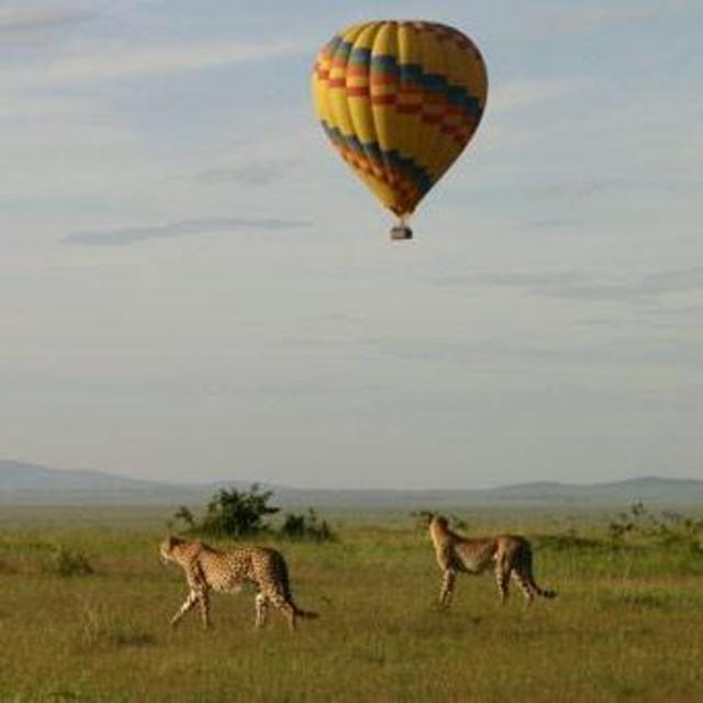 Air Balloon above the bush