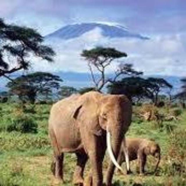 Africa Safari