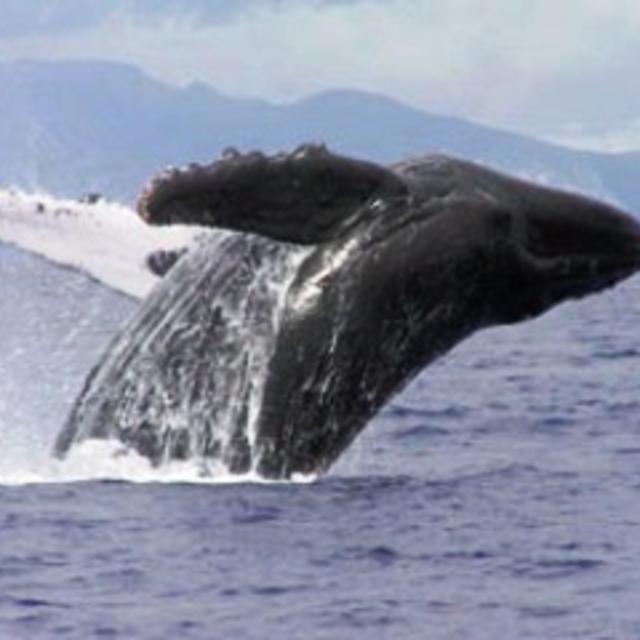 Whale Watching In Monterey For Two