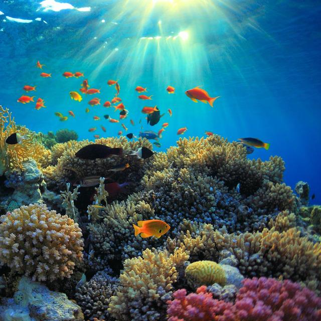 Snorkeling