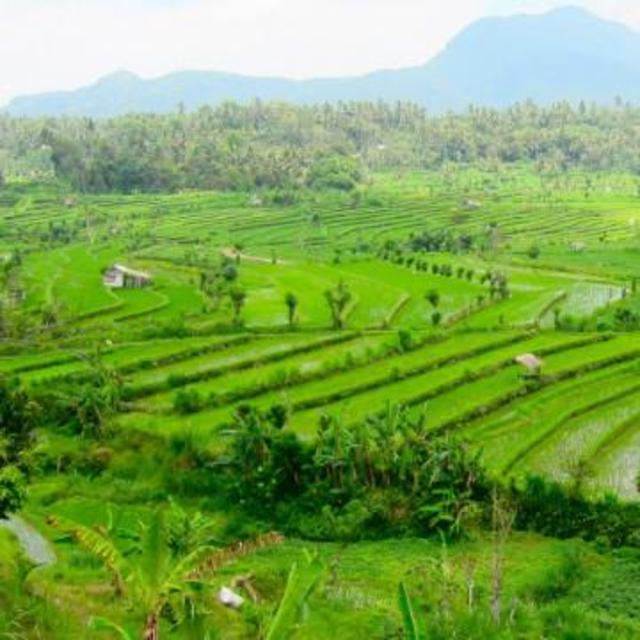 Rice Paddies Excursion