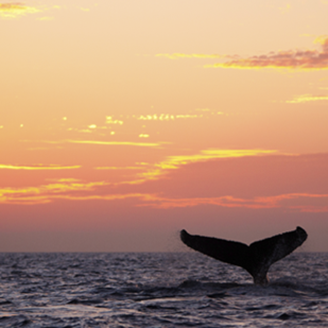 Sunset Whale Watching Cruise