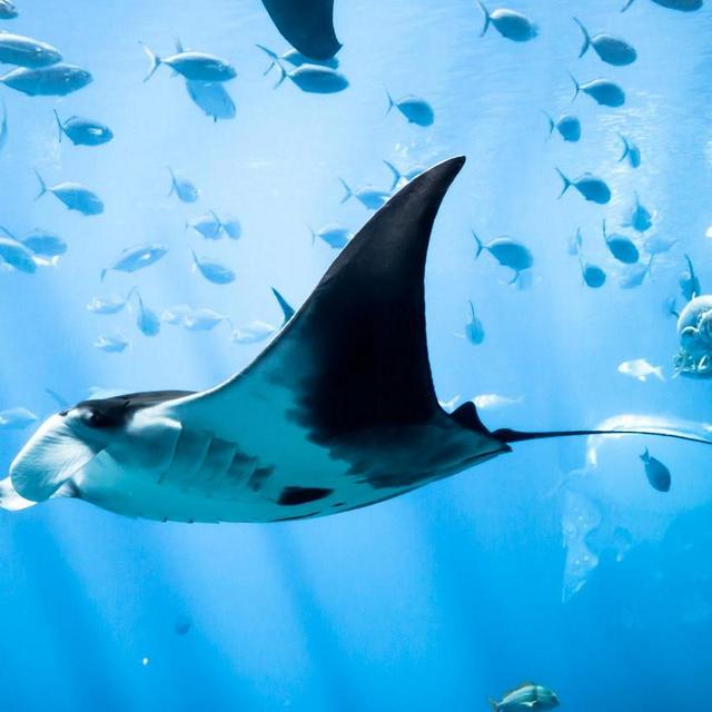 Maldives Honeymoon: Snorkel with Manta Rays