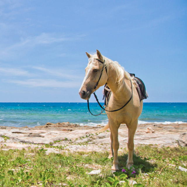 Horseback Riding on the Beach!