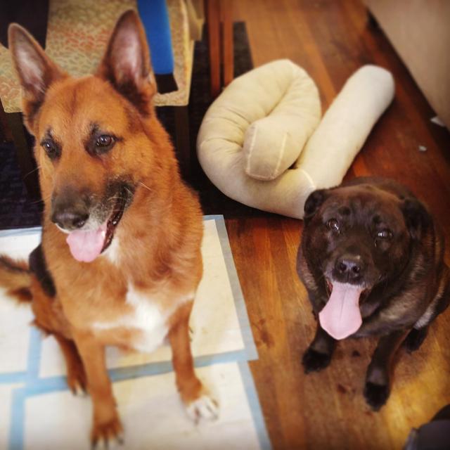 A Day of Pet Sitting