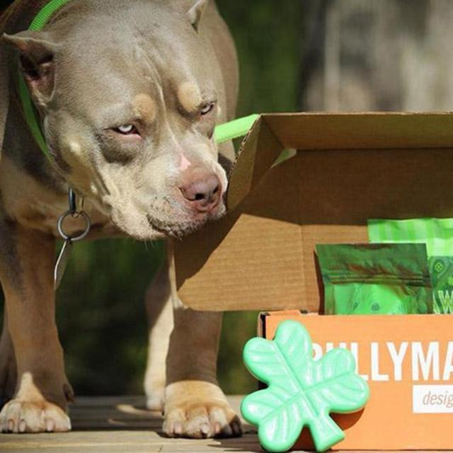 3 Months Subscription - Bullymake Box - A Dog Subscription Box For Power Chewers!