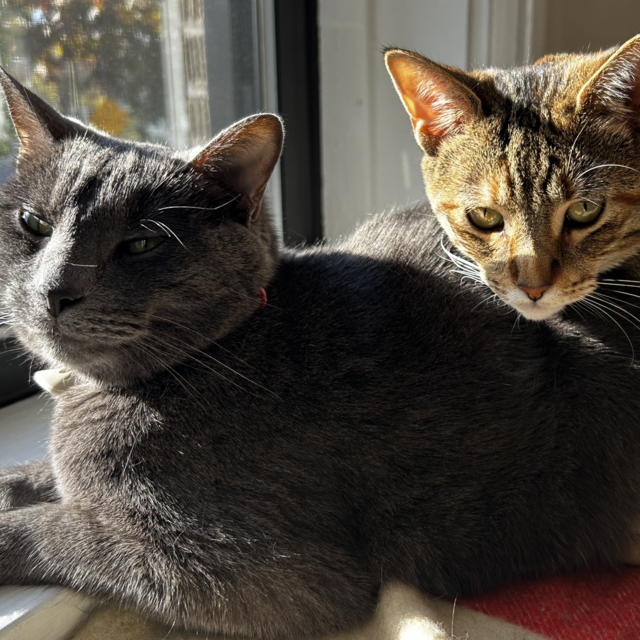 Cat Fund