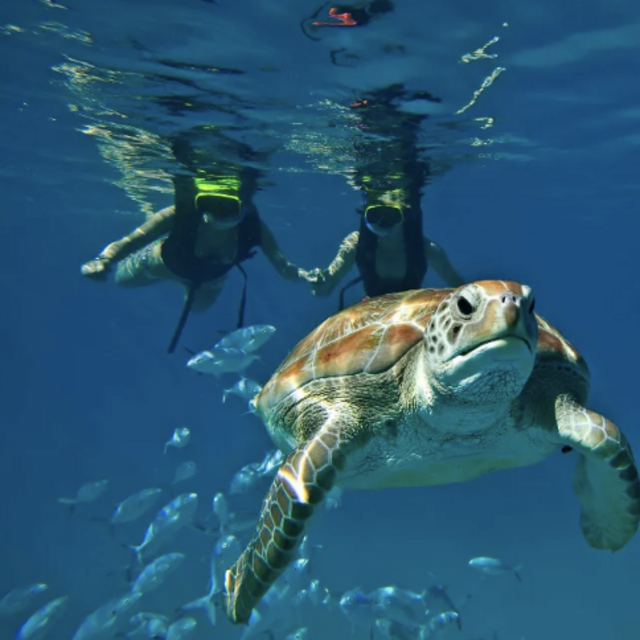Snorkeling With Turtles In Barbados