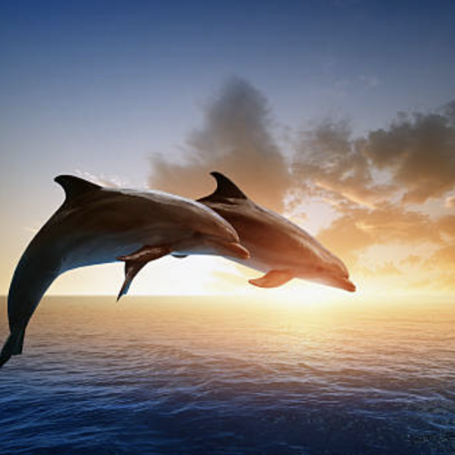 Dolphin Swim & Cruise