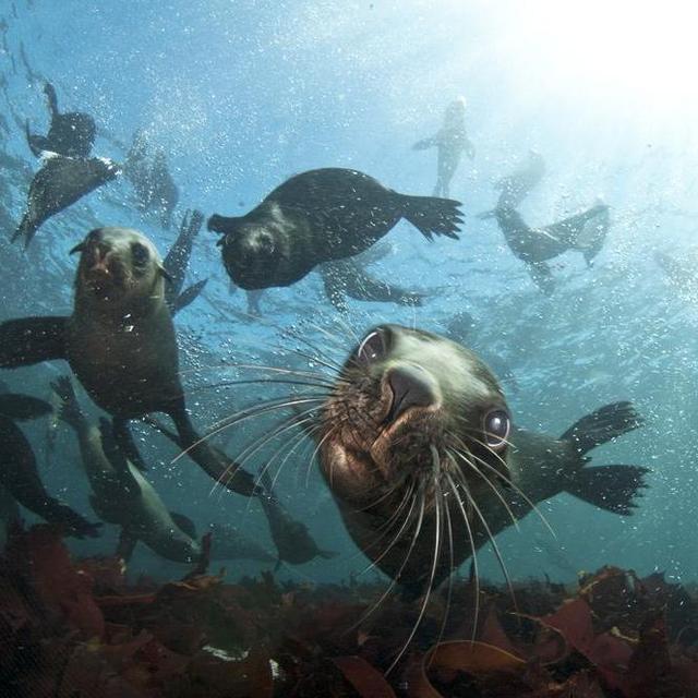 Seal Snorkeling
