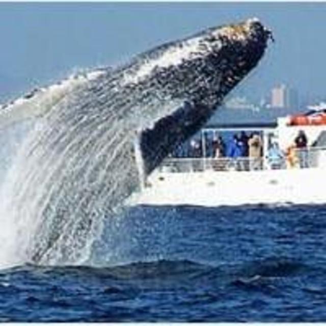 Whale Watching Trip in Hermanus | Southern Right Charters