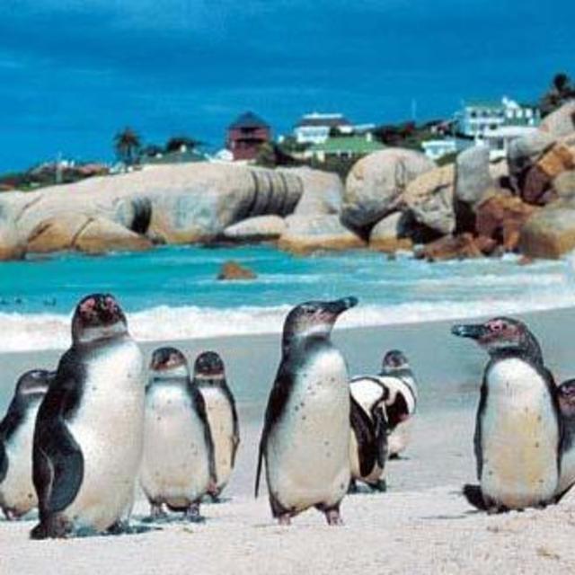 Private Tour: Cape of Good Hope and Cape Point from Cape Town