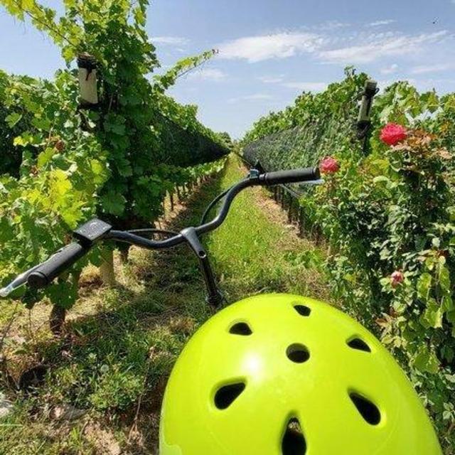 Bike Ride + Wine Tasting in Mendoza