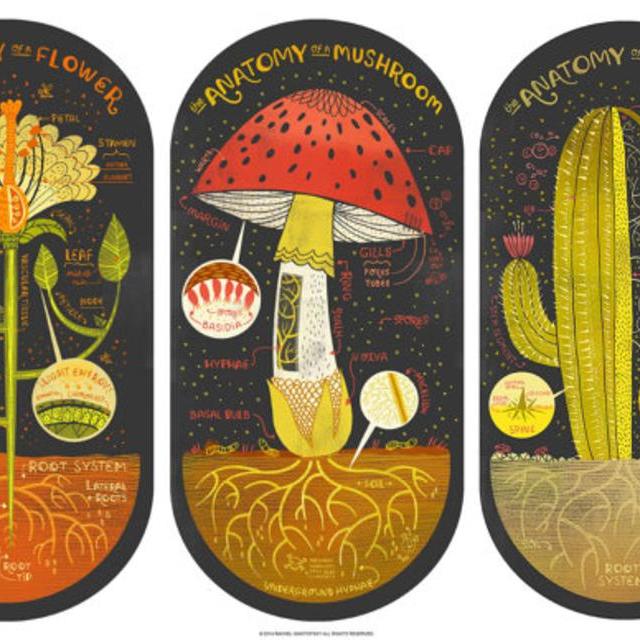 All three Plant Anatomy Art Prints