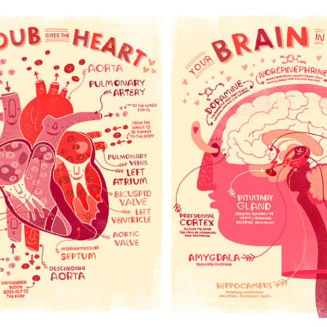 Valentine's Heart and Brain Anatomy Poster