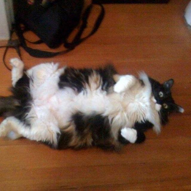 Quality cat sitting for the honeymoon