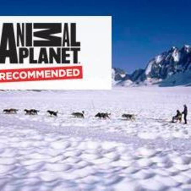 DOG SLEDDING ON THE MENDENHALL GLACIER