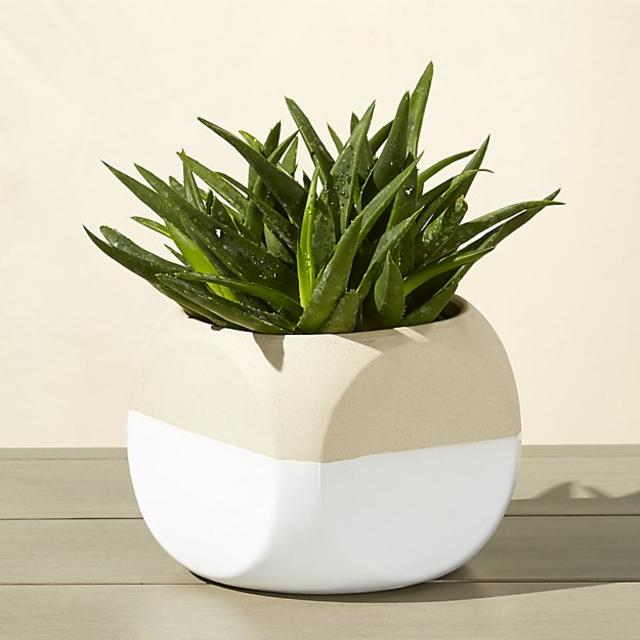 small white dice planters