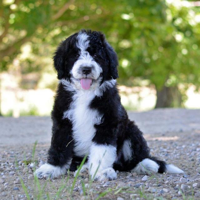Puppy Fund (aka make Eva's life complete)